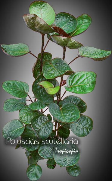 Aralia - Polyscias scutellaria - Aralia Fabian, Aralia rouge - Fabian Aralia, Red Aralia